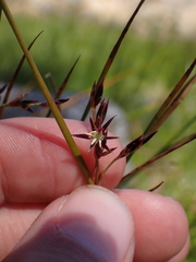Juncus balticus