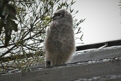 Bubo africanus africanus