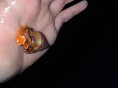 Calliostoma annulatum