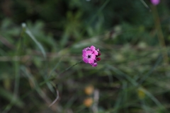 Dianthus carthusianorum