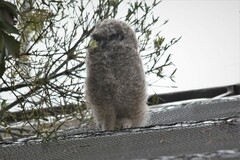 Bubo africanus africanus