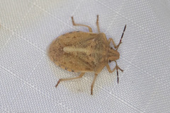 Thyanta custator accerra