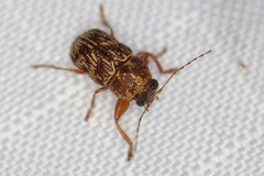 Pachybrachis turbidus