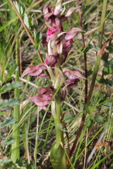 Anacamptis coriophora