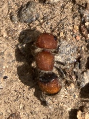 Pseudomethoca oceola