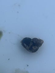 Eulithidium pterocladicum