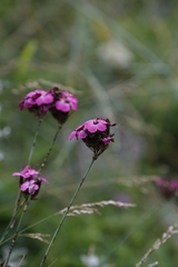 Dianthus carthusianorum
