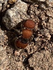 Pseudomethoca oceola