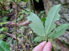 Pseudopanax macintyrei