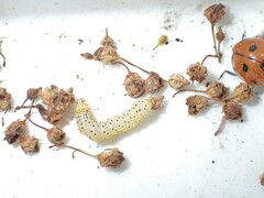 Abrostola asclepiadis