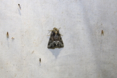 Oligia strigilis