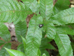 Canthon septemmaculatus
