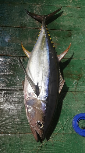 Yellowfin Tuna