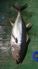 Thunnus albacares