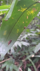 Sclerosomatidae