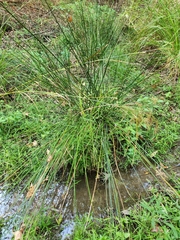Cyperus surinamensis