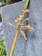 Cyperus surinamensis