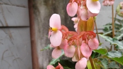 Tetragonisca angustula