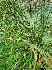 Cyperus surinamensis
