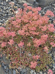 Oligogonum