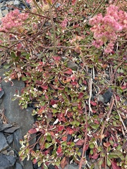Oligogonum