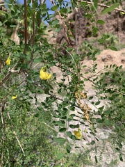 Coursetia glandulosa