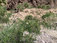 Coursetia glandulosa