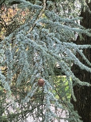 Cedrus atlantica