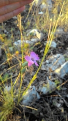 Dianthus tarentinus