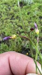 Sisyrinchium micranthum