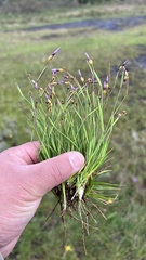 Sisyrinchium micranthum