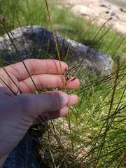 Juncus balticus