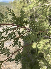 Juniperus thurifera