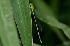 Pseudagrion rubriceps