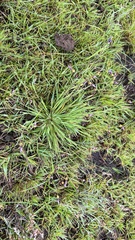 Sisyrinchium micranthum