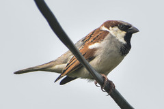 Passer domesticus
