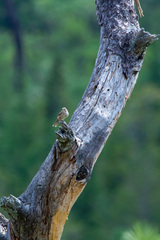 Campylorhynchus gularis