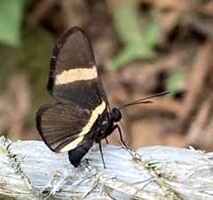 Isapis agyrtus
