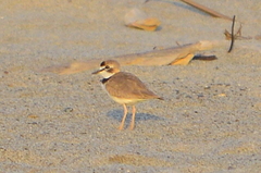 Charadrius collaris
