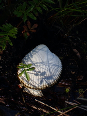 Clinocardium nuttallii