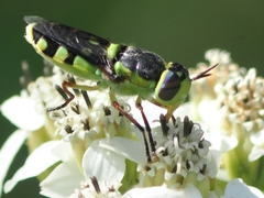 Stratiomyini