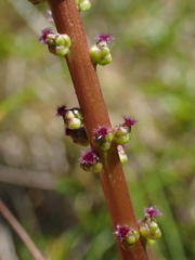 Triglochin maritima