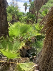 Washingtonia robusta