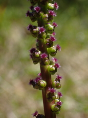 Triglochin maritima