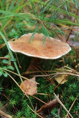 Suillus cavipes