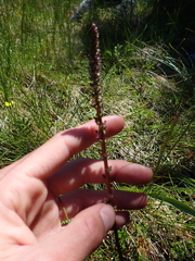 Triglochin maritima