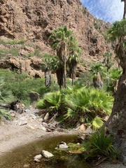 Washingtonia robusta