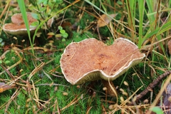 Suillus cavipes