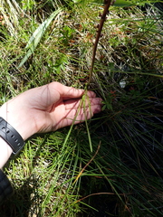 Triglochin maritima