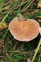 Suillus cavipes